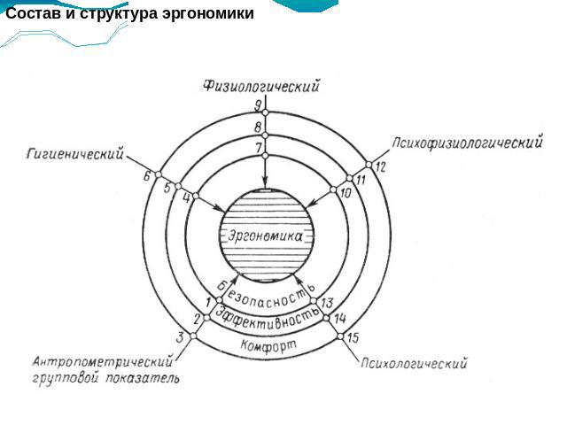 Состав и структура эргономики