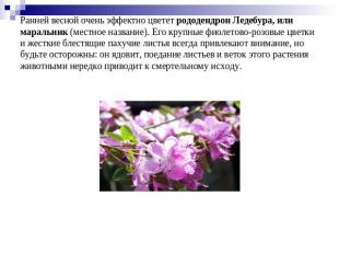 Ранней весной очень эффектно цветет рододендрон Ледебура, или маральник (местное