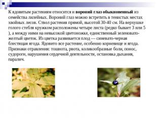 К ядовитым растениям относится и вороний глаз обыкновенный из семейства лилейных