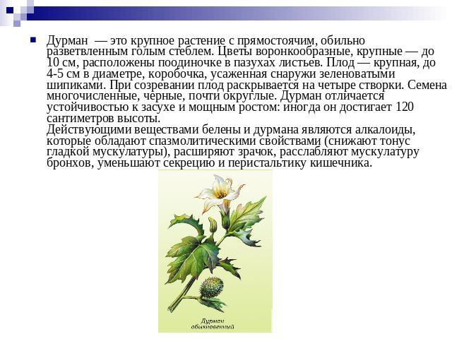 Дурман  — это крупное растение с прямостоячим, обильно разветвленным голым стеблем. Цветы воронкообразные, крупные — до 10 см, расположены поодиночке в пазухах листьев. Плод — крупная, до 4-5 см в диаметре, коробочка, усаженная снаружи зеленоватыми …