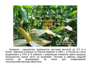 Кукуруза - однолетнее травянистое растение высотой до 2-3 м и более. Завезена в