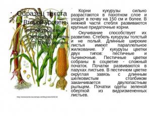 Корни кукурузы сильно разрастаются в пахотном слое и уходят в почву на 150 см и