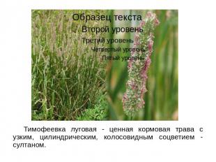 Тимофеевка луговая - ценная кормовая трава с узким, цилиндрическим, колосовидным