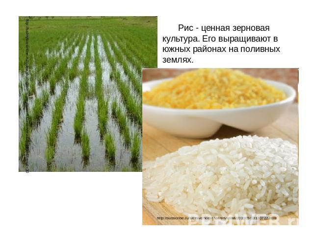 Рис - ценная зерновая культура. Его выращивают в южных районах на поливных землях.