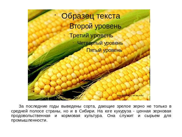 За последние годы выведены сорта, дающие зрелое зерно не только в средней полосе страны, но и в Сибири. На юге кукуруза - ценная зерновая продовольственная и кормовая культура. Она служит и сырьем для промышленности.