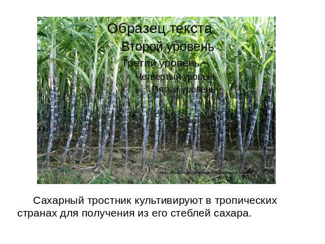 Сахарный тростник культивируют в тропических странах для получения из его стеблей сахара.