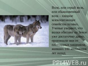 Волк, или серый волк, или обыкновенный волк – хищное млекопитающее семейства псо