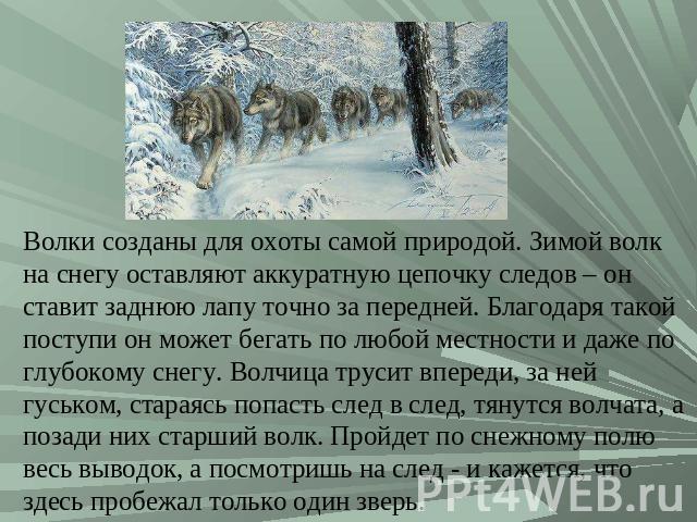 Волки созданы для охоты самой природой. Зимой волк на снегу оставляют аккуратную цепочку следов – он ставит заднюю лапу точно за передней. Благодаря такой поступи он может бегать по любой местности и даже по глубокому снегу. Волчица трусит впереди, …