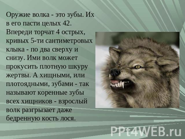 Оружие волка – это зубы. Их в его пасти целых 42. Впереди торчат 4 острых, кривых 5-ти сантиметровых клыка – по два сверху и снизу. Ими волк может прокусить плотную шкуру жертвы. А хищными, или плотоядными, зубами – так называют коренные зубы всех х…