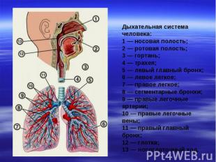 Дыхательная система человека:1 — носовая полость;2 — ротовая полость;3 — гортань