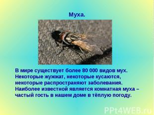 Муха. В мире существует более 80 000 видов мух. Некоторые жужжат, некоторые куса