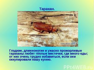 Таракан. Гладкие, длинноногие и ужасно прожорливые тараканы любят тёплые местечк
