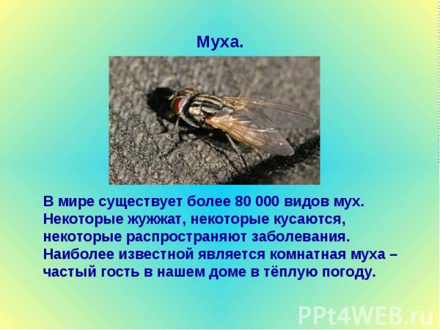 Муха. В мире существует более 80 000 видов мух. Некоторые жужжат, некоторые кусаются, некоторые распространяют заболевания. Наиболее известной является комнатная муха – частый гость в нашем доме в тёплую погоду.