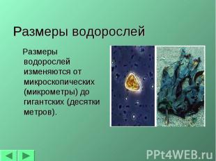 Размеры водорослей Размеры водорослей изменяются от микроскопических (микрометры
