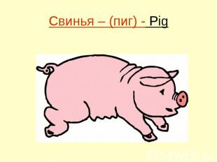 Свинья – (пиг) - Pig