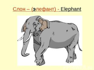 Слон – (элефант) - Elephant