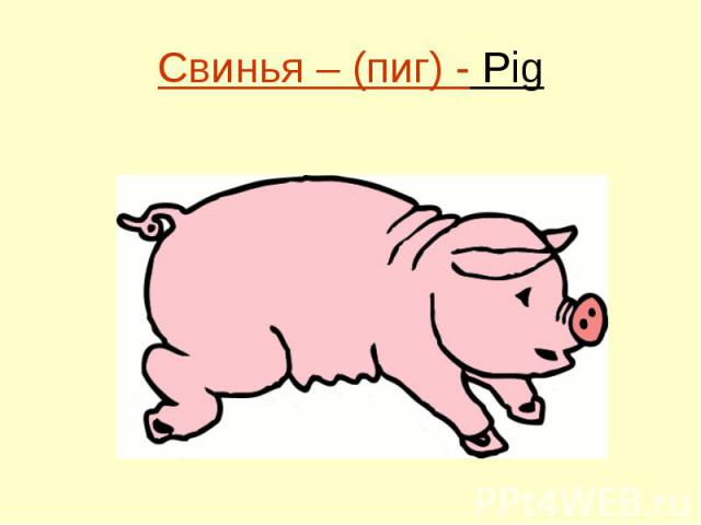 Свинья – (пиг) - Pig