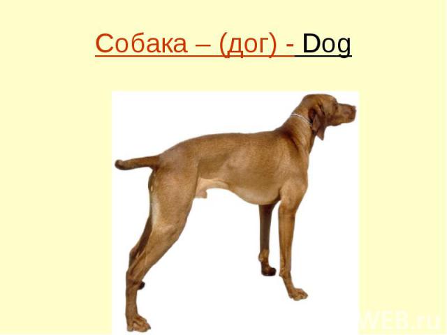 Собака – (дог) - Dog