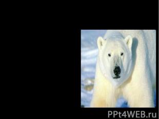 Мохнатые тяжеловесы. Самый большой из медведей - белый полярный медведь. Длина е