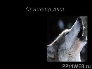 Санитар леса Волк – хищник из семейства собачьих. Люди долго и упорно боролись с