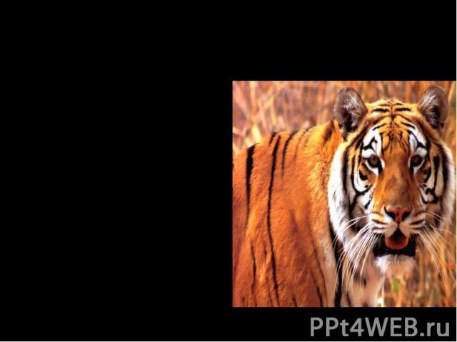 Самая большая кошка Самая большая кошка – тигр. Он достигают в длину 3,5 м. А весит более 300 кг. Считается, что родина тигров – Юго-Восточная Азия. Сейчас тигры стал очень редким животным. Их осталось всего 2 000. А ещё совсем недавно было более 20…