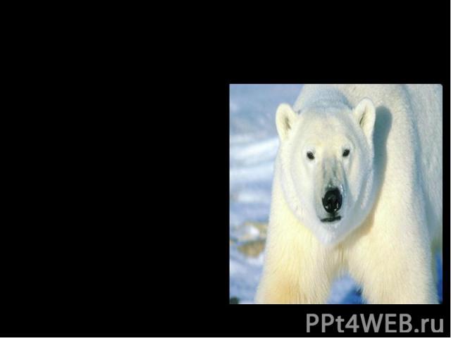 Мохнатые тяжеловесы. Самый большой из медведей - белый полярный медведь. Длина его бывает больше 3 м., а весит целую тонну. У этого громадного зверя железные мышцы. От холода его спасает толстый слой жира. Он отлично ныряет. Белый медведь может долг…