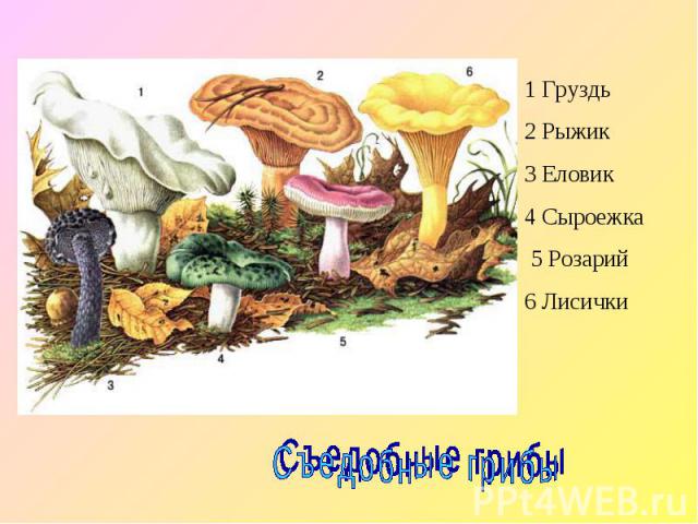 1 Груздь2 Рыжик3 Еловик4 Сыроежка 5 Розарий6 Лисички Съедобные грибы