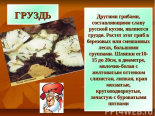 ГРУЗДЬ Другими грибами, составляющими славу русской кухни, являются грузди. Раст