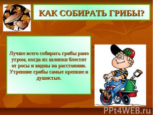 КАК СОБИРАТЬ ГРИБЫ? Лучше всего собирать грибы рано утром, когда их шляпки блест