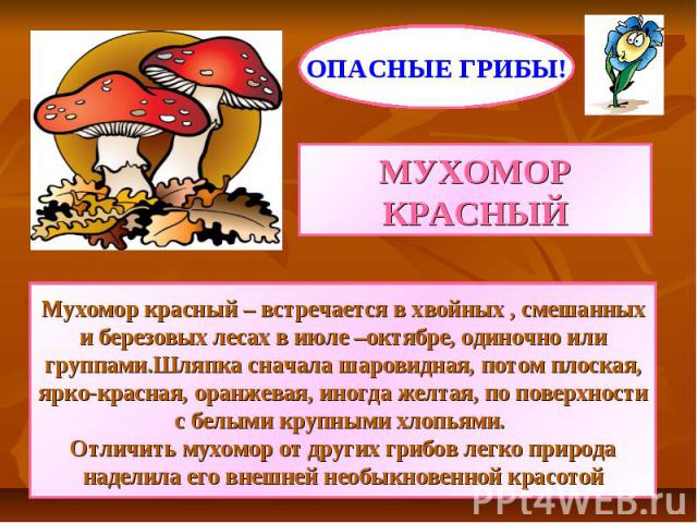 ОПАСНЫЕ ГРИБЫ! МУХОМОР КРАСНЫЙ Мухомор красный – встречается в хвойных , смешанных и березовых лесах в июле –октябре, одиночно или группами.Шляпка сначала шаровидная, потом плоская, ярко-красная, оранжевая, иногда желтая, по поверхности с белыми кру…