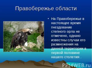 Правобережье области На Правобережье в настоящее время гнездование степного орла
