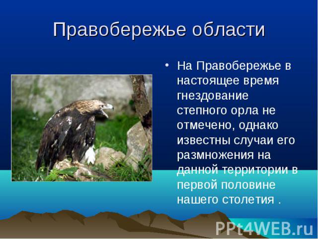 Правобережье области На Правобережье в настоящее время гнездование степного орла не отмечено, однако известны случаи его размножения на данной территории в первой половине нашего столетия .