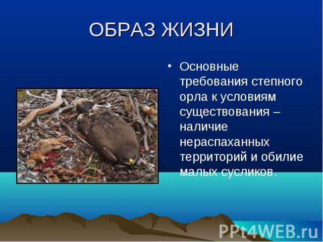 Хищные птицы саратовской области фото с названиями