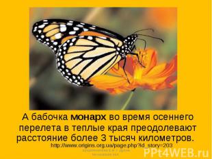 А бабочка монарх во время осеннегоперелета в теплые края преодолеваютрасстояние
