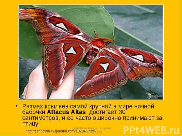 Размах крыльев самой крупной в мире ночной бабочки Attacus Altas достигает 30 сантиметров, и ее часто ошибочно принимают за птицу. http://aenocyon.livejournal.com/137946.html