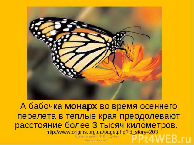 А бабочка монарх во время осеннегоперелета в теплые края преодолеваютрасстояние более 3 тысяч километров. http://www.origins.org.ua/page.php?id_story=203