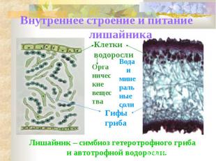 Внутреннее строение и питание лишайника Лишайник – симбиоз гетеротрофного гриба