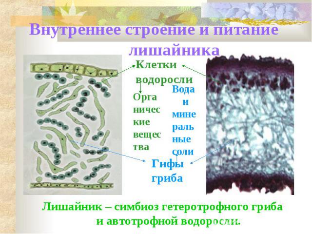 Внутреннее строение и питание лишайника Лишайник – симбиоз гетеротрофного гриба и автотрофной водоросли.