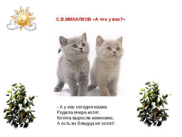 С.В.МИХАЛКОВ «А что у вас?» - А у нас сегодня кошкаРодила вчера котят.Котята выросли немножко,А есть из блюдца не хотят!