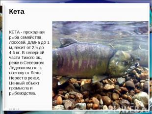 Кета  КЕТА - проходная рыба семейства лососей. Длина до 1 м, весит от 2,5 до 4,5