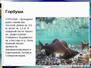 Горбуша  ГОРБУША - проходная рыба семейства лососей. Длина ок. 0,5 м, весит ок.