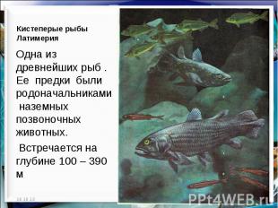 Кистеперые рыбы Латимерия Одна из древнейших рыб . Ее предки были родоначальника