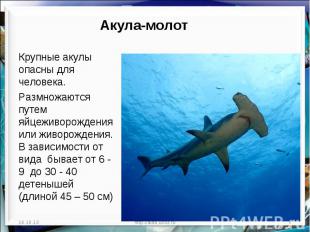 Акула-молот Крупные акулы опасны для человека.Размножаются путем яйцеживорождени