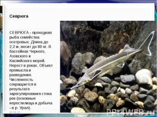 Севрюга  СЕВРЮГА - проходная рыба семейства осетровых. Длина до 2,2 м, весит до