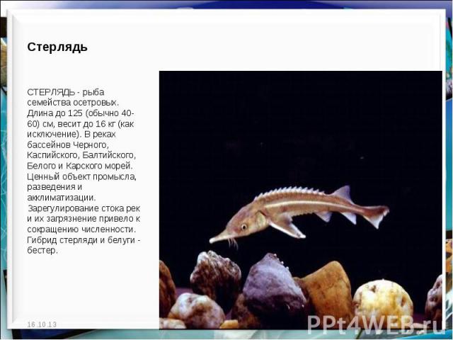 Стерлядь  СТЕРЛЯДЬ - рыба семейства осетровых. Длина до 125 (обычно 40-60) см, весит до 16 кг (как исключение). В реках бассейнов Черного, Каспийского, Балтийского, Белого и Карского морей. Ценный объект промысла, разведения и акклиматизации. Зарегу…