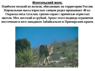Монгольский волк.Наиболее мелкий из волков, обитающих на территории России. Норм
