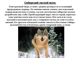 Сибирский лесной волк.Тоже крупный зверь, в своих средних размерах не уступающий