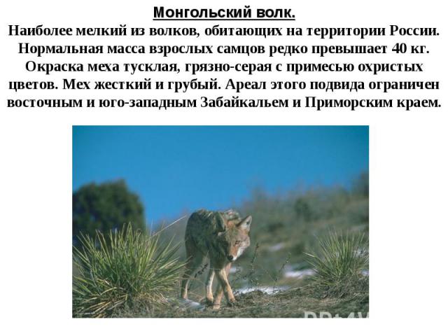 Монгольский волк.Наиболее мелкий из волков, обитающих на территории России. Нормальная масса взрослых самцов редко превышает 40 кг. Окраска меха тусклая, грязно-серая с примесью охристых цветов. Мех жесткий и грубый. Ареал этого подвида ограничен во…