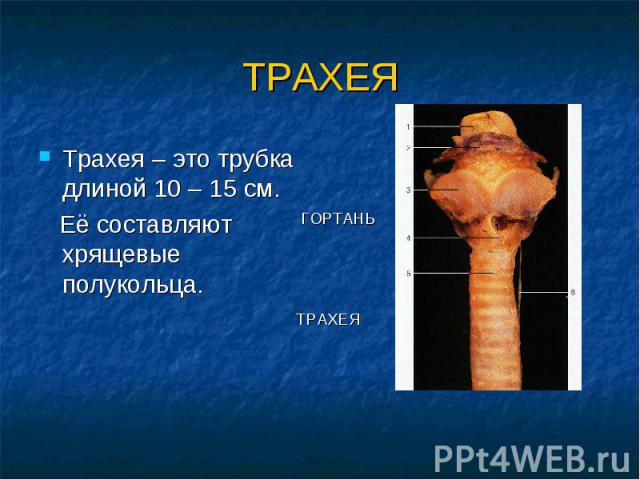 ТРАХЕЯ Трахея – это трубка длиной 10 – 15 см. Её составляют хрящевые полукольца.