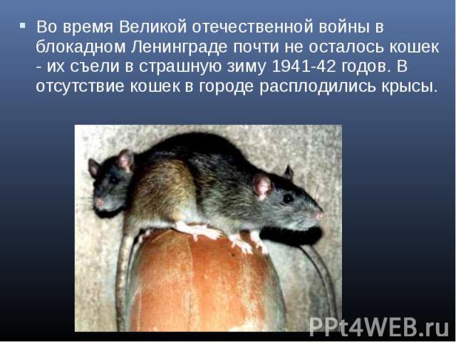 Во время Великой отечественной войны в блокадном Ленинграде почти не осталось кошек - их съели в страшную зиму 1941-42 годов. В отсутствие кошек в городе расплодились крысы.